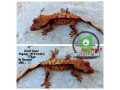 crested-geckosviper-geckos-small-0