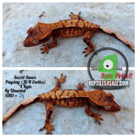 crested-geckosviper-geckos-big-0
