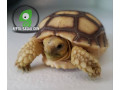 sulcata-tortoise-babies-small-0
