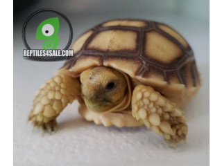 Sulcata tortoise babies