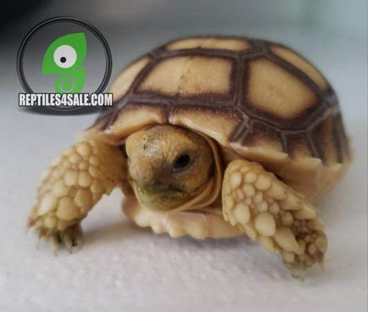 sulcata-tortoise-babies-big-0