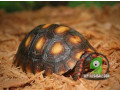 baby-red-foot-tortoise-small-1