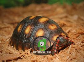 baby-red-foot-tortoise-big-0