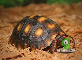 baby-red-foot-tortoise-big-1