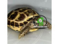 tortoise-rehome-small-0