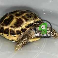 tortoise-rehome-big-0
