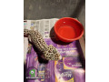 leopard-gecko-small-0