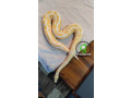 python-small-0