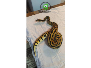 Python boa