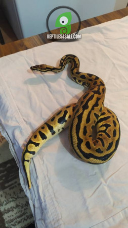 python-boa-big-0