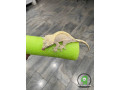 crested-gecko-looking-to-sale-small-0