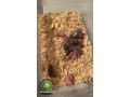 feeder-rats-small-0