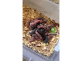 feeder-rats-small-1