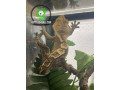 crested-gecko-small-0