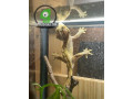 crested-geckos-small-0