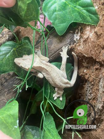 crested-geckos-big-0