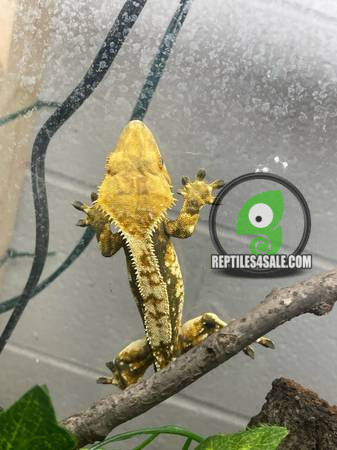 crested-geckos-for-sale-big-0