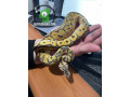 pythons-small-1