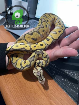 pythons-big-1