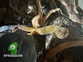 leopard-gecko-small-1
