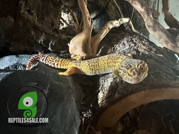 leopard-gecko-big-1