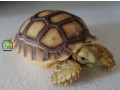 2024-sulcata-tortoise-babies-small-0