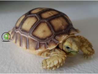 2024 sulcata tortoise babies