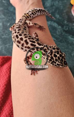 leopard-gecko-big-0