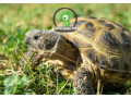 male-and-female-russian-tortoises-looking-for-a-new-home-small-1