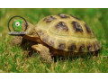 male-and-female-russian-tortoises-looking-for-a-new-home-small-0