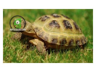 Male and female Russian Tortoises looking for a new home