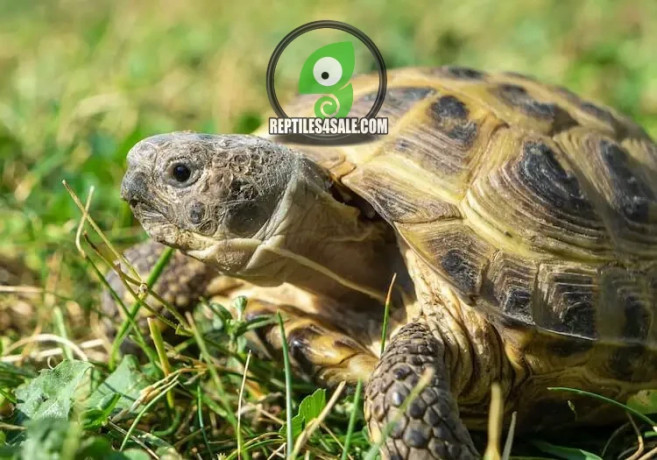 male-and-female-russian-tortoises-looking-for-a-new-home-big-1