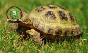 male-and-female-russian-tortoises-looking-for-a-new-home-big-0