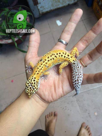 leopard-gecko-big-0