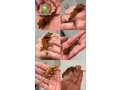 crested-gecko-small-0