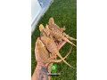 bearded-dragons-small-0