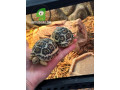 tortoises-small-0