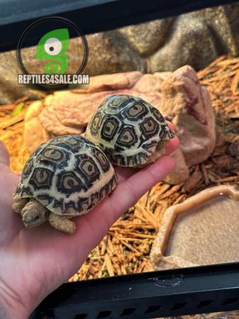 tortoises-big-0