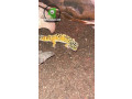 leopard-geckos-female-small-0