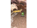 leopard-geckos-female-small-1