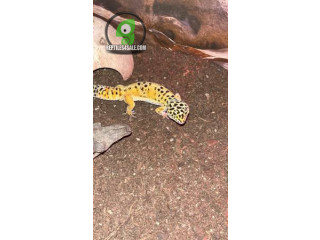Leopard Geckos: Female