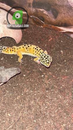 leopard-geckos-female-big-0