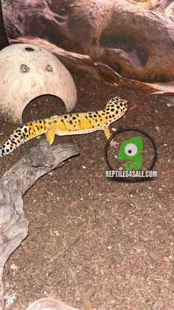 leopard-geckos-female-big-1