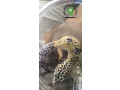 leopard-geckos-male-small-0