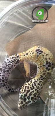 leopard-geckos-male-big-0