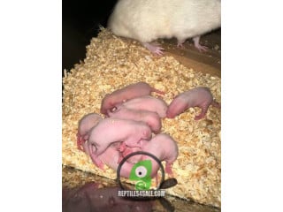 High-Quality Rats Available - Feeders or Pets