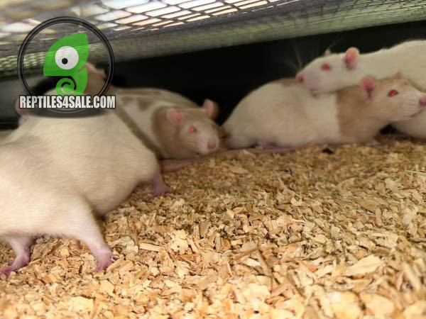 high-quality-rats-available-feeders-or-pets-big-1