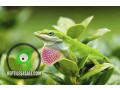green-anoles-small-3