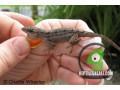 brown-anoles-available-small-0
