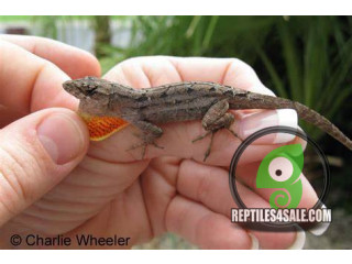 Brown Anoles Available
